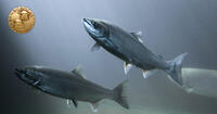 two salmon