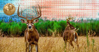whitetail deer