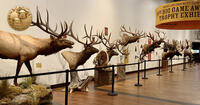 row of trophy elk