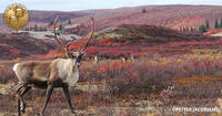 caribou