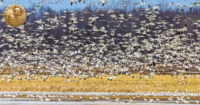 Lead in Ammunition for Hunting and Shooting Position Statement