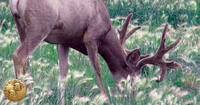 whitetail deer