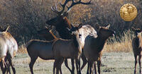 elk herd
