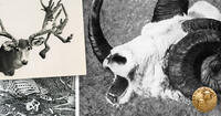 spooky animal photos