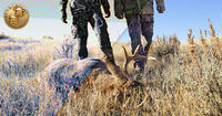 hunters walking up on deer