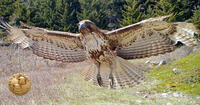 Green-up Falcon 