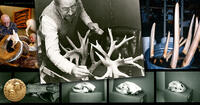 skull collage