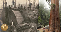 vintage redwood photo