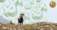 bighorn sheep with money