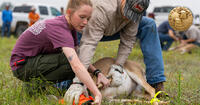 Texas A&M student tagging deer