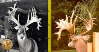 two vintage whitetail photos