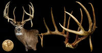 non-typical whitetail buck