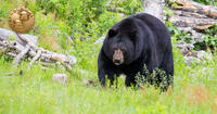 black bear