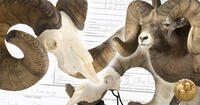 bighorn sheep collage