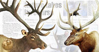 two elk graphic