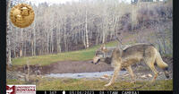 wolf on trail cam