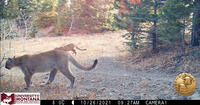 mountain lion on trail cam
