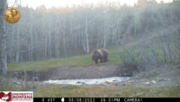 grizzly bear on trail cam
