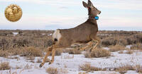 collared mule deer