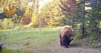 grizzly bear on trail cam