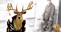 whitetail deer trophy