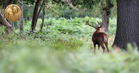 red stag