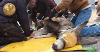 biologists working on donkey