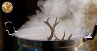 antlers in a pot