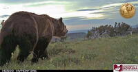 grizzly bear on trail cam