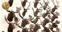 B&C National Heads and Horn Collection