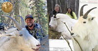 rocky mountain goat hunting collage