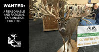 whitetail deer