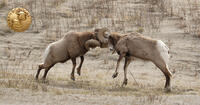 two bighorn sheep fighting