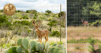 whitetail deer behind fence