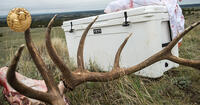 elk harvest in front of cooler