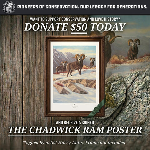 chadwick ram poster promo