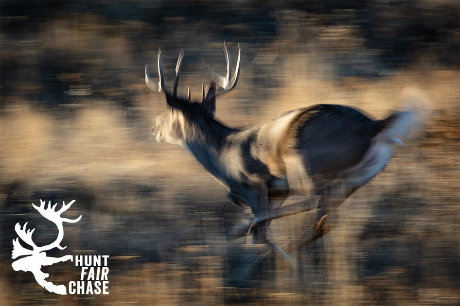 White-tailed Deer Buck Movements During the Rut | Boone and Crockett Club