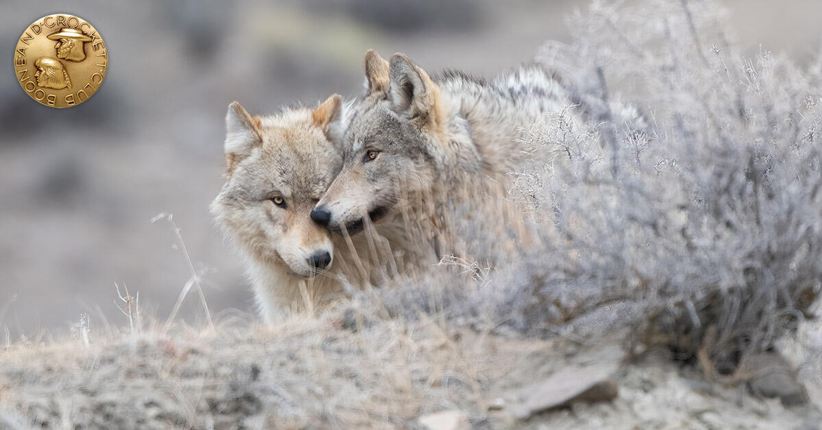 Managing Wolves for Durable Delisting | Boone and Crockett Club