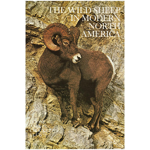 the wild sheep in north america