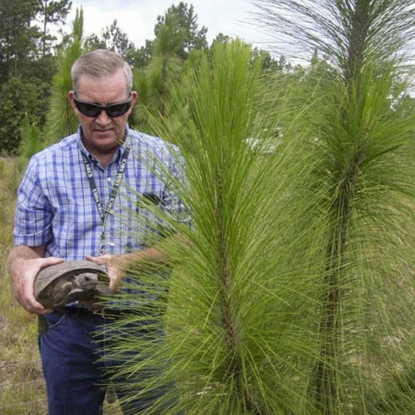 1-30x30-longleaf.jpg