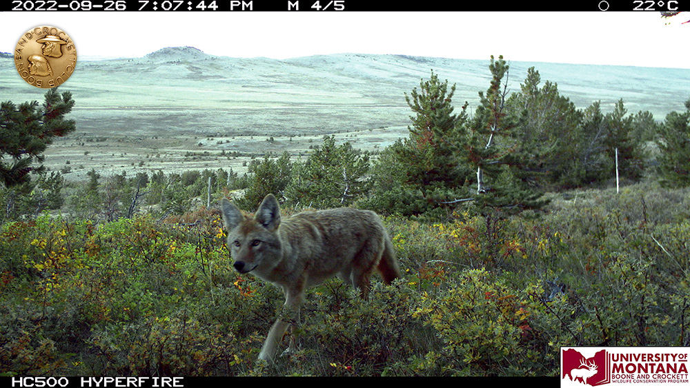 10-coyote.jpg