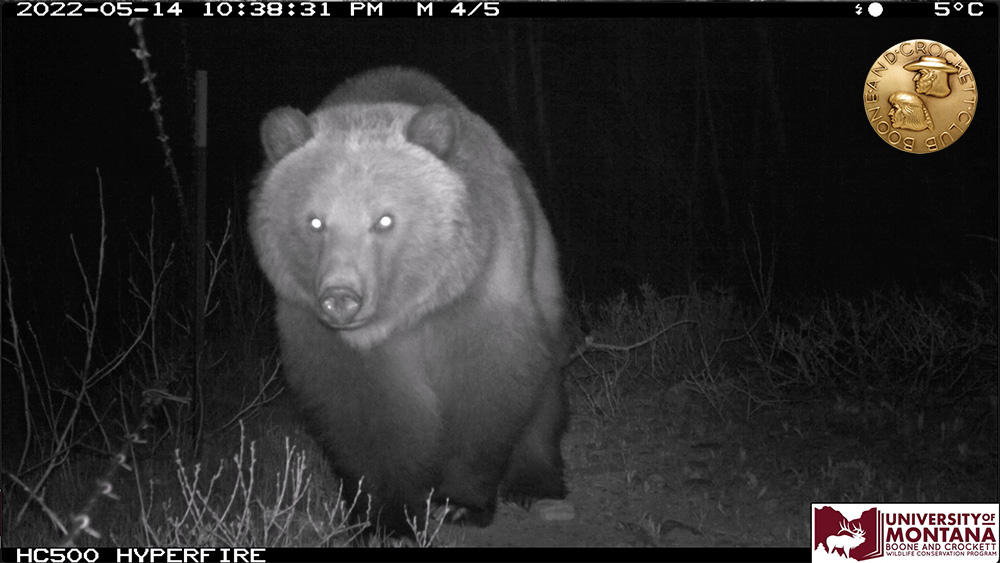 10-grizfence.jpg