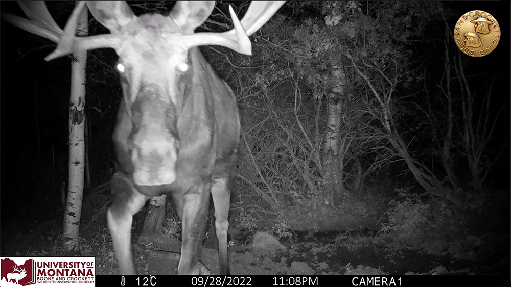 10bullmoose-screenshot.jpg