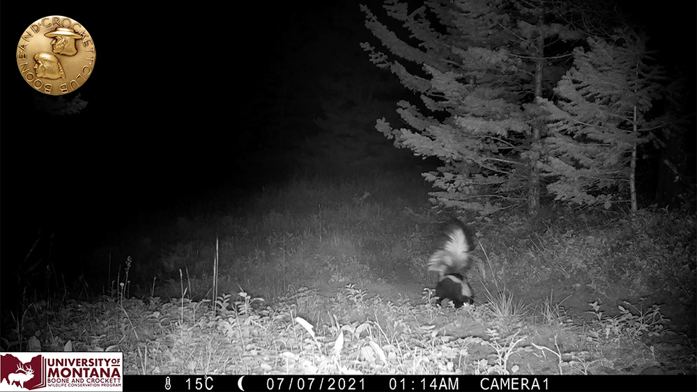 11_-_nightskunktailup.jpg
