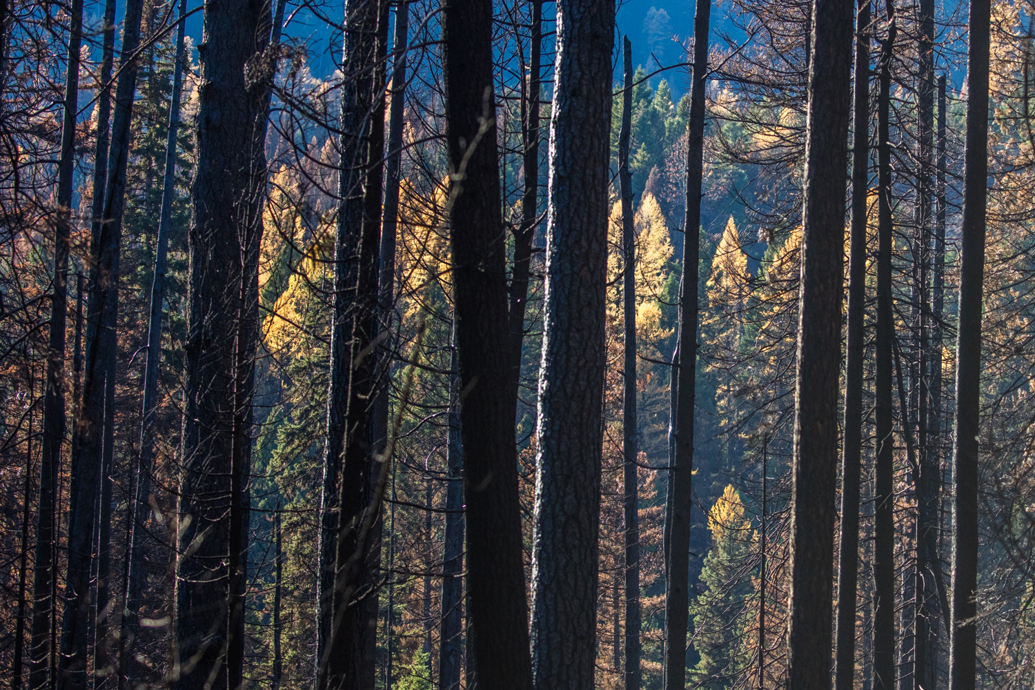 12-14-2017-federalforests.jpg