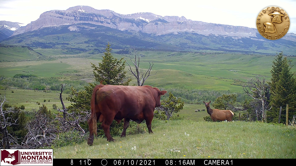 12-cowvscow.jpg