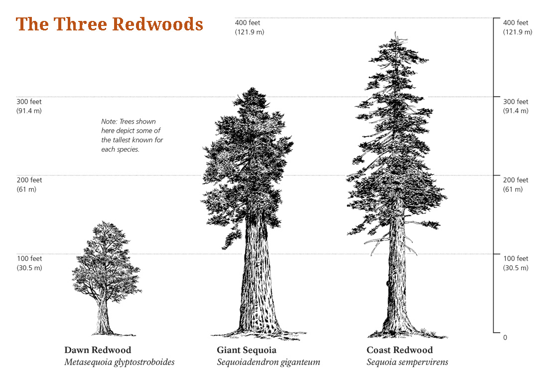 12-impact-redwoods-the3redwoods-20210415f-.nps_.gov_.jpg