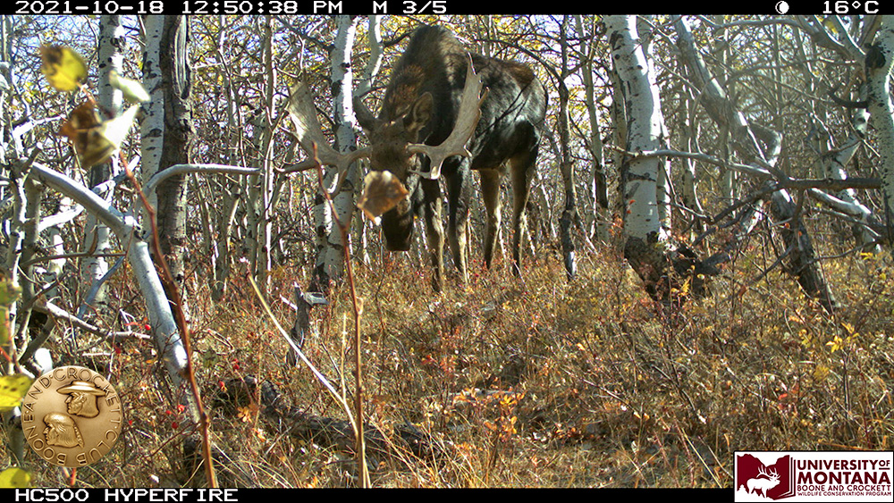 13-bullmoose.jpg