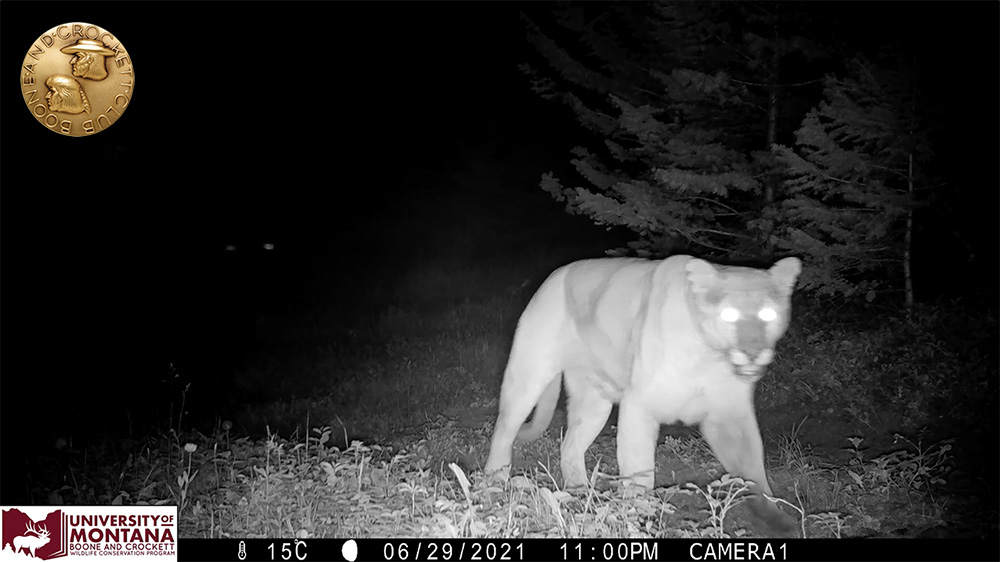 14-lionnightstaringcamera.jpg
