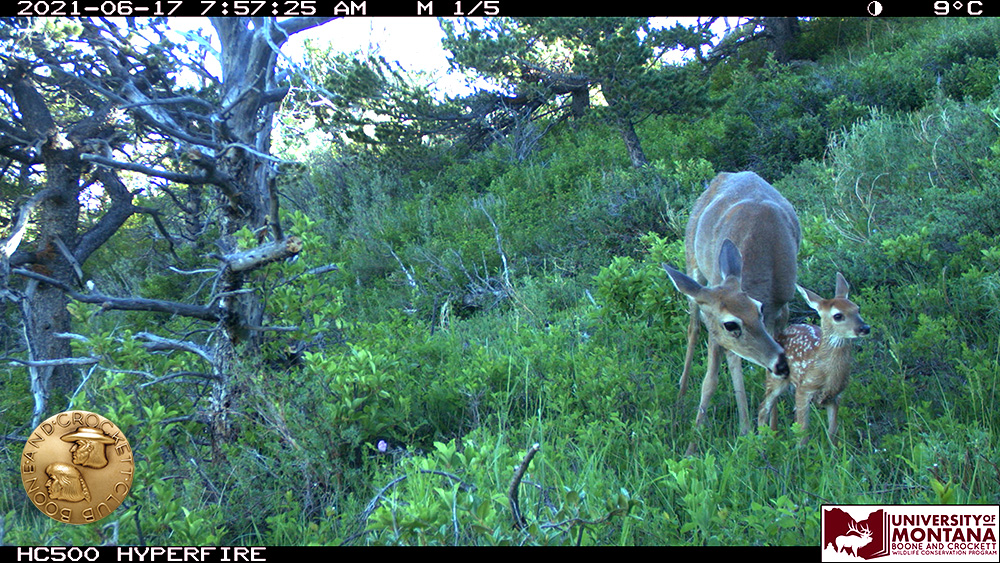 15-whitetailfawnfreshie.jpg